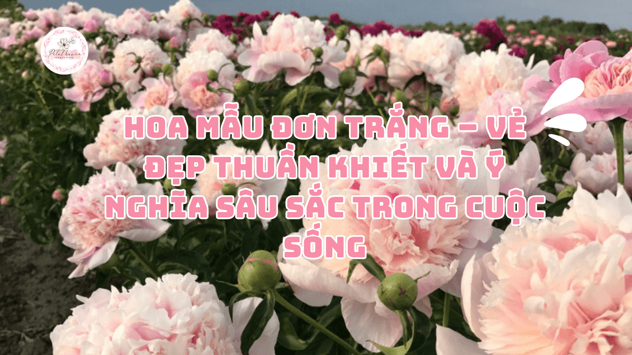 Y nghia sau sac cua sac trang tinh khoi hoa cam